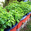 lushly planted container vegetable garden